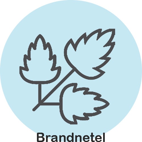 Brantnetel